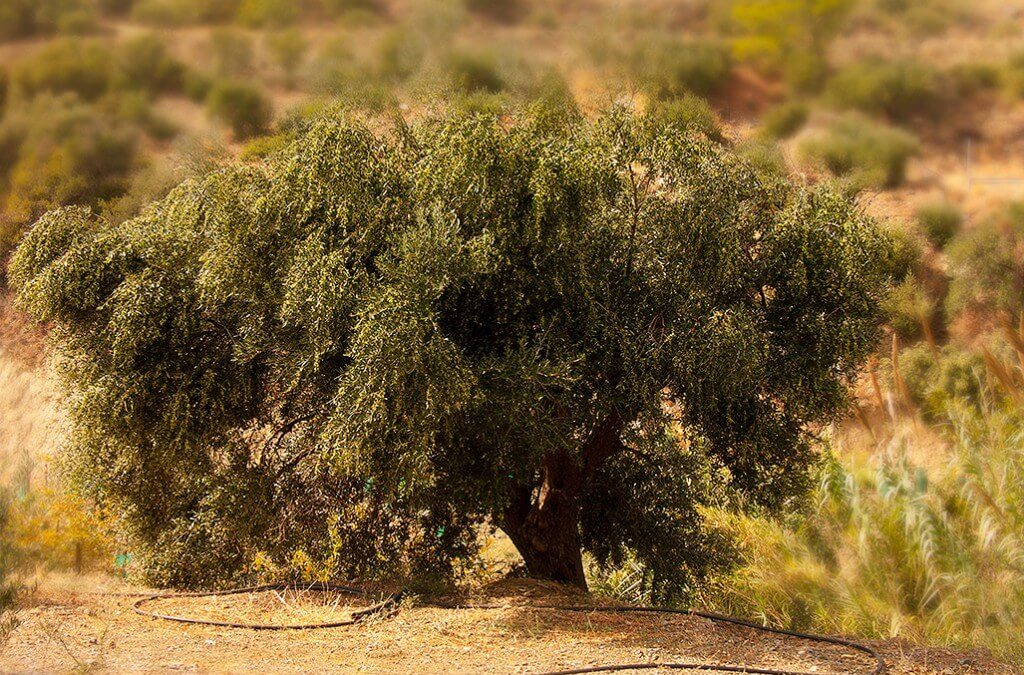 The happy olive tree